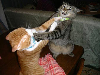 cat fight cat fight