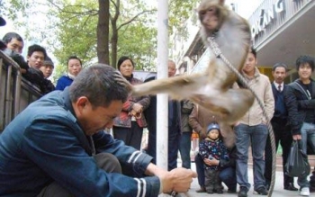 monkey_1544467c