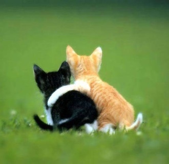 Cat hugs 1