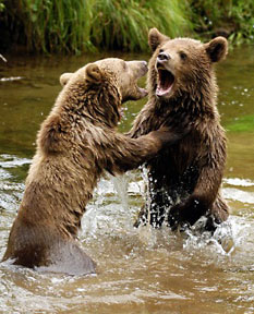 bears