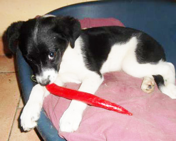 dog-eating-chilli dog-eating-chilli