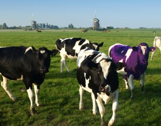 Purple Cow Purple Cow