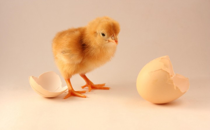 chicken egg