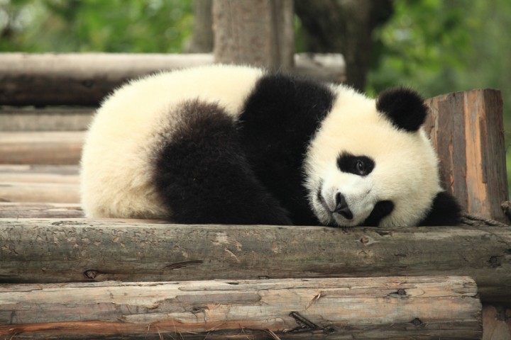 Panda China