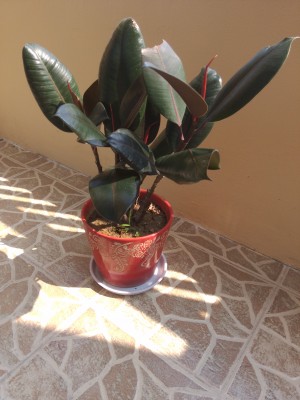 sample photos from Xiaomi MiPad camera