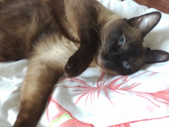 sample photos from Xiaomi MiPad camera