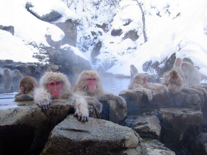 Spa Monkeys 5
