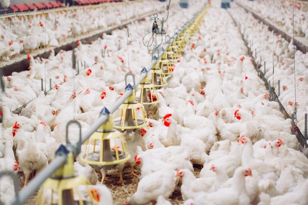 Indonesian chicken startup’s 20x revenue jump sees it take off