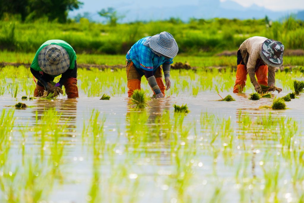 Indonesian agritech is pandemic-proof, but here are the warning signs
