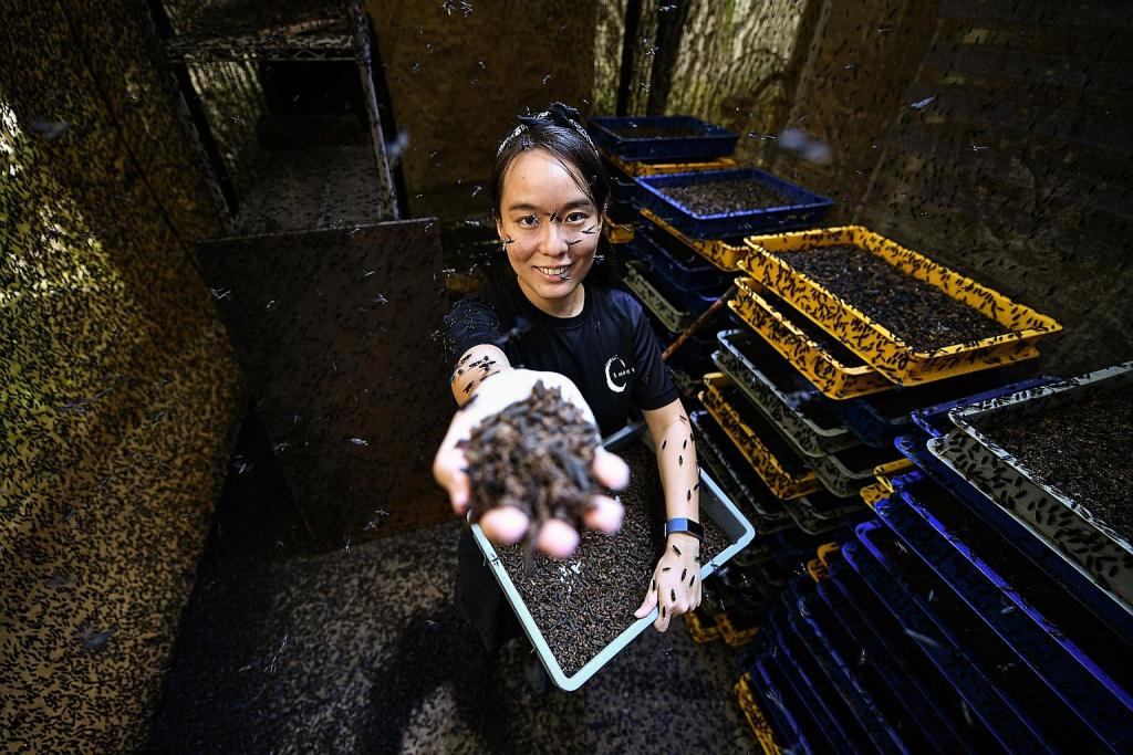 Frustrations in insect-for-food industry spark pivot