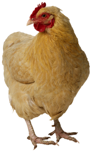 chicken