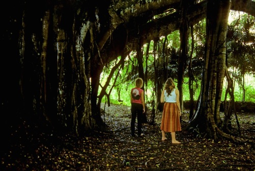 Picture of jungle