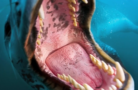 leopard seal