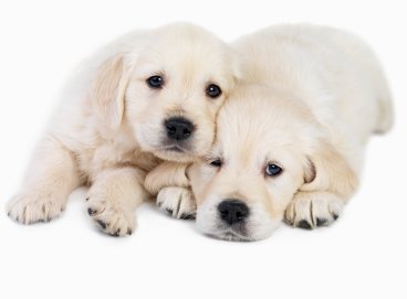 Cute  puppies together