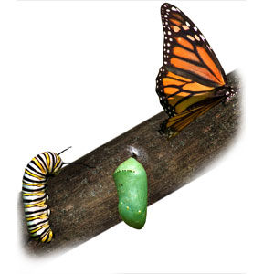 butterfly_transformation