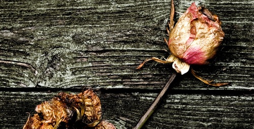 Dead Flowers Dead Flowers