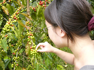 At a plantation in Belize