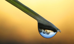 issmsdead_250x150articleimg-1