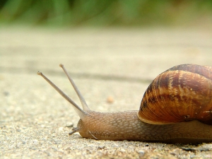 snail
