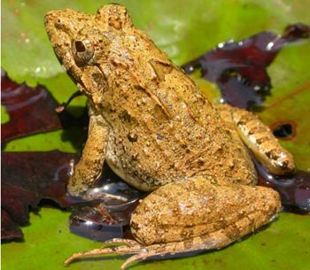 indian_bullfrog indian bullfrog