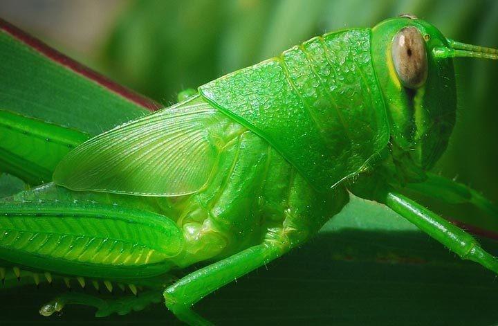 grasshopper