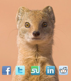 weasel-loves-social-media weasel-loves-social-media