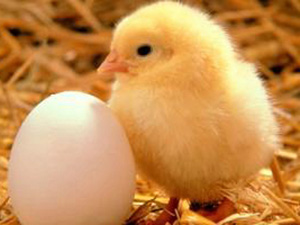 chick-and-egg