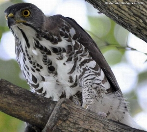 crested_goshawk36afashss crested_goshawk36afashss