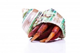 hermit crab