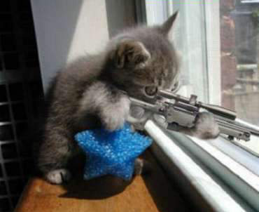 kitten-the-super-duper-focused-sniper kitten-the-super-duper-focused-sniper