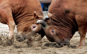 lock horns lock horns