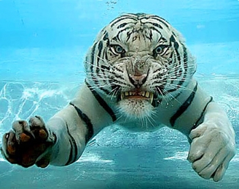 TigerWater