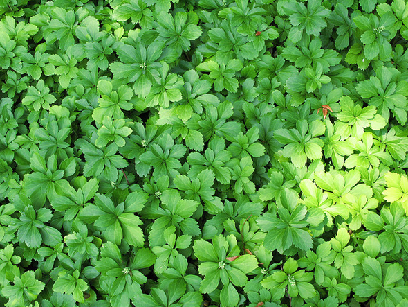 green