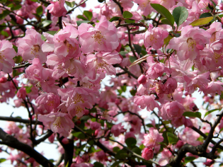 hanami, by maynard on flickr hanami, by maynard on flickr