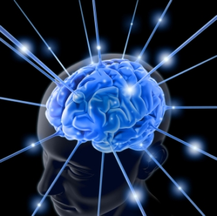 diagram-of-brain-4
