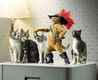 cat-military-leader-picture cat-military-leader-picture