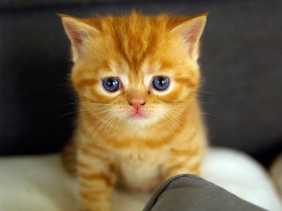 cute-kitten cute-kitten