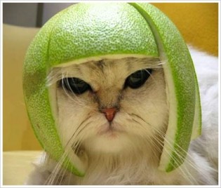 funny-cat funny-cat