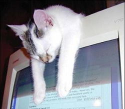productive-cat