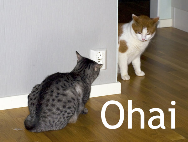 cat-meets-cat cat-meets-cat