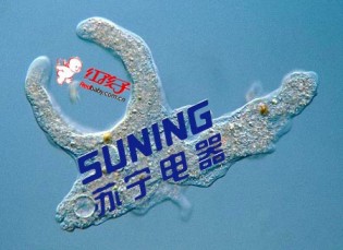 Rumor: Slipping RedBaby to be Bought Out by Suning Rumor: Slipping RedBaby to be Bought Out by Suning
