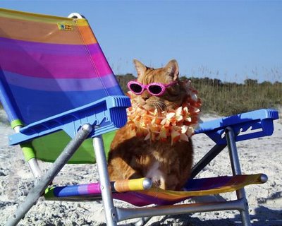 vacation cat vacation cat