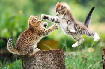 meow-fight meow-fight