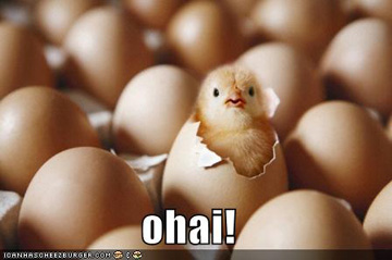 ohai ohai