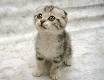 cat-missing-something cat-missing-something