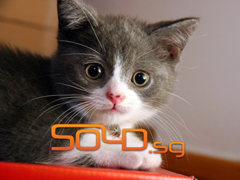 cat-sold-singapore cat-sold-singapore