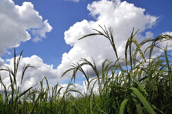 In Cambodia, Project Alba helps farmers increase income, protect against seed raiders