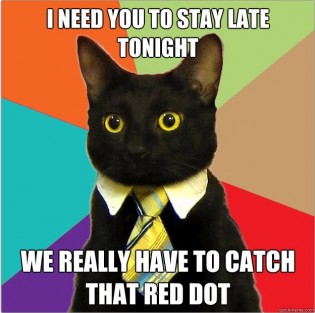 cat meme