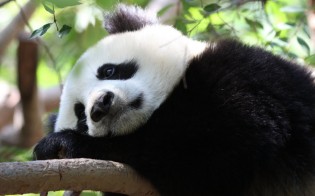 sad-panda