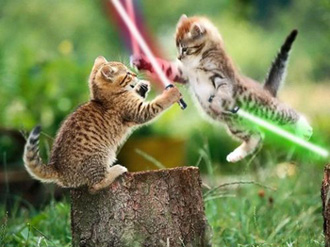 cat-war-wahaha cat-war-wahaha